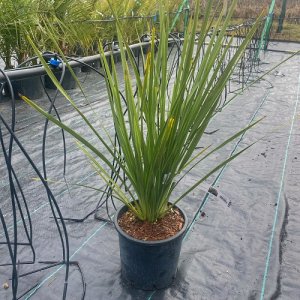 Cordyline Australis  - výška 60-80 cm, kont. C5L (-12°C)